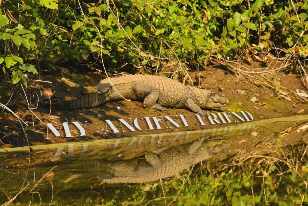 A crocodile lazing at the bank of a lake at Gir Wildlife sanctuary.