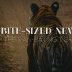 death of Avni the tigress