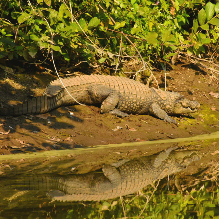 a crocodile lazing by the lake