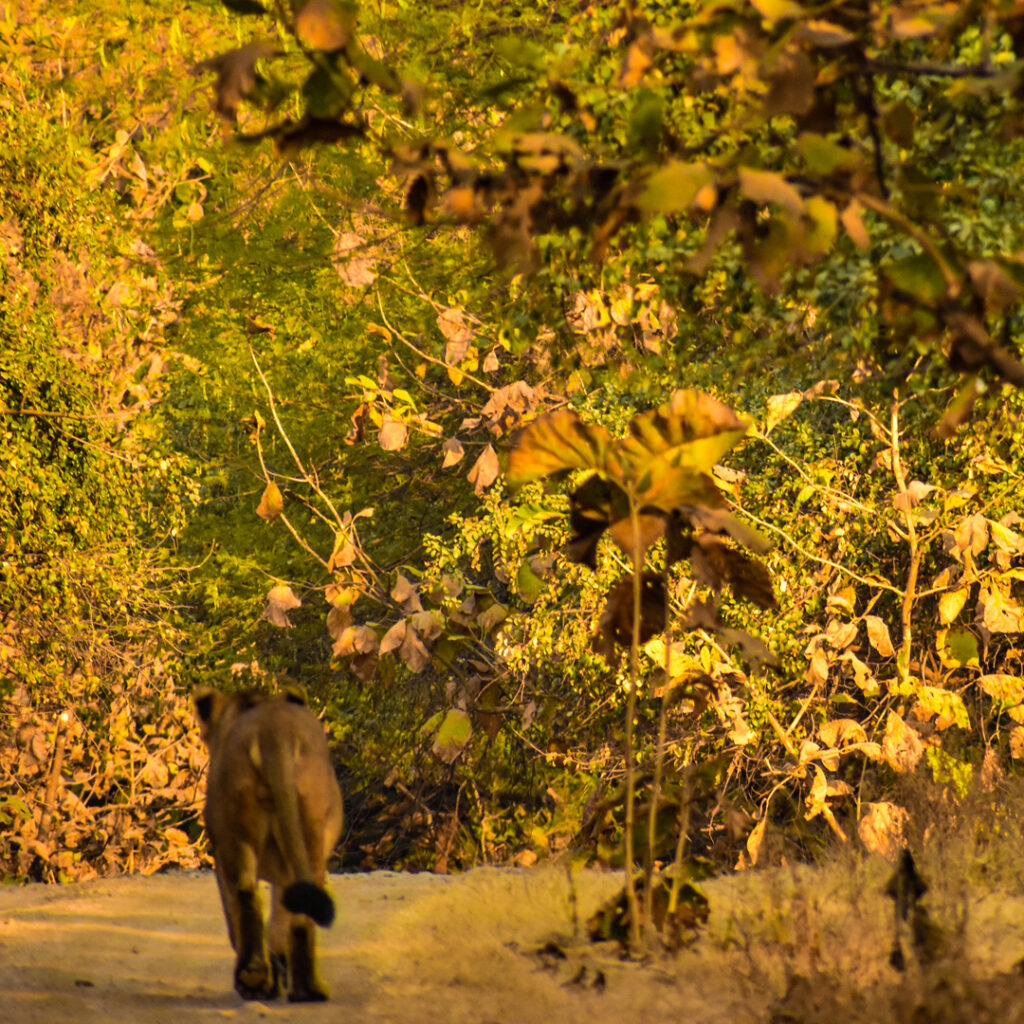 lions at gir